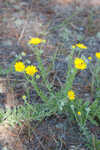 Ccottony goldenaster